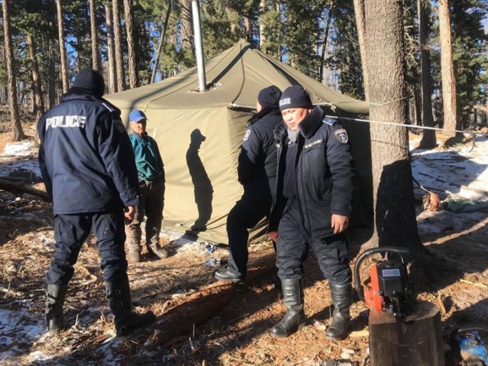 Ойн цэвэрлэгээ нэрийн дор нойтон ногоон мод сүйтгэж байсныг илрүүллээ